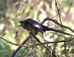 Clamator levaillantii