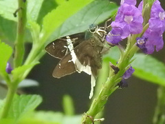 Eudamini