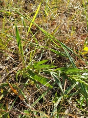 Symphyotrichum laeve concinnum