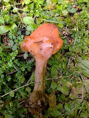Guepinia helvelloides