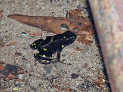 Dendrobates auratus