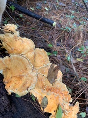 Laetiporus sulphureus