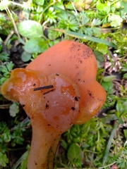 Guepinia helvelloides