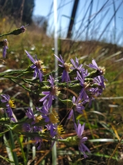 Symphyotrichum laeve concinnum