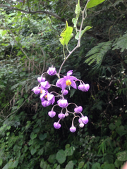 Solanum dulcamaroides