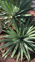 Yucca