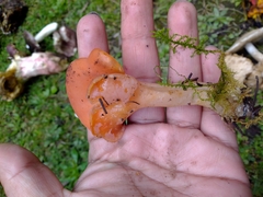 Guepinia helvelloides