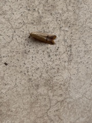 Tachystola hemisema