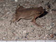 Rhinella alata