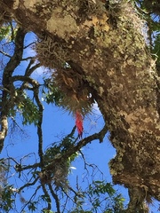 Tillandsia macdougallii