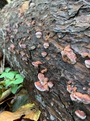 Rhodofomes cajanderi