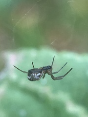 Frontinella pyramitela