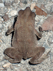 Rhinella alata