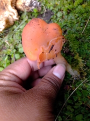Guepinia helvelloides