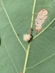 Druon quercusflocci