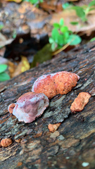 Rhodofomes cajanderi