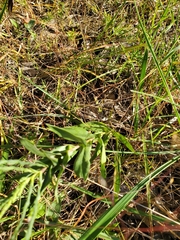 Symphyotrichum laeve concinnum