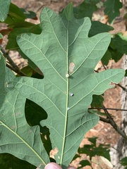 Druon quercusflocci