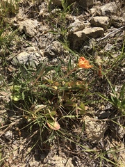 Oenothera macrocarpa macrocarpa