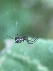 Frontinella pyramitela