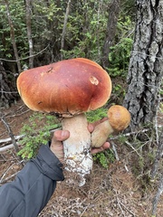 Boletus edulis