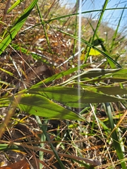 Symphyotrichum laeve concinnum