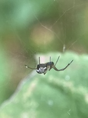 Frontinella pyramitela