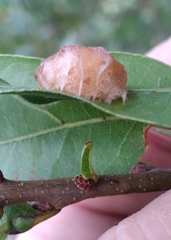 Neuroterus laurifoliae