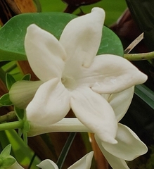 Stephanotis