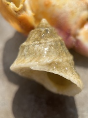Lithopoma tectum