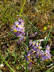 Symphyotrichum laeve concinnum
