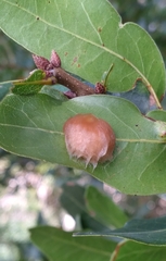 Neuroterus laurifoliae