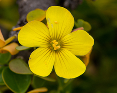 Oxalis virgosa