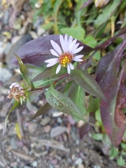 Symphyotrichinae