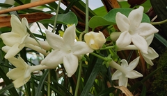 Stephanotis