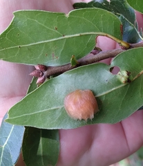 Neuroterus laurifoliae