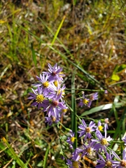 Symphyotrichum laeve concinnum