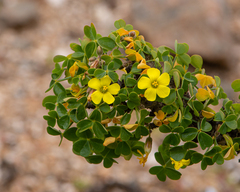 Oxalis virgosa