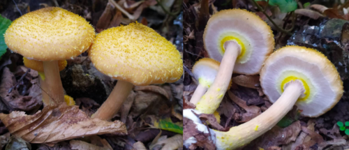 Medena puza (Armillaria mellea)