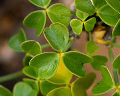 Oxalis virgosa