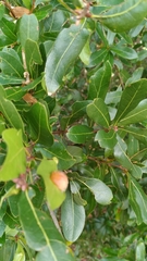 Neuroterus laurifoliae