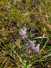 Symphyotrichum laeve concinnum