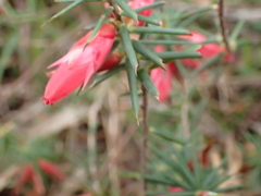 Stenanthera conostephioides