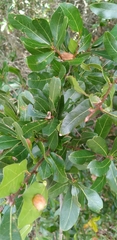Neuroterus laurifoliae