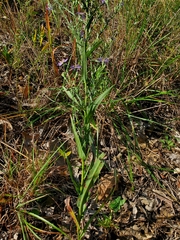 Symphyotrichum laeve concinnum