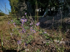 Symphyotrichum laeve concinnum