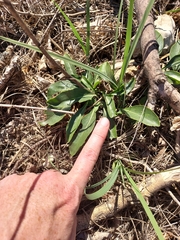 Penstemon cobaea