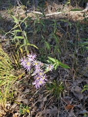 Symphyotrichum laeve concinnum