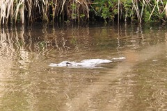 Ornithorhynchus anatinus