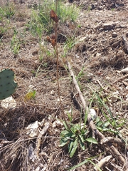 Penstemon cobaea